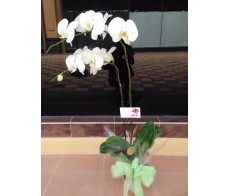 O3 2 stems white orchid with pot